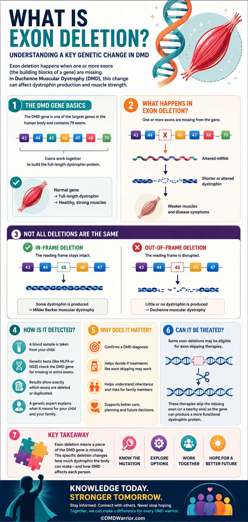 Was ist eine Exon-Deletion? Exon-Deletionen bei Duchenne-Muskeldystrophie verstehen 6 Was ist eine Exon-Deletion? Infografik zur Erklärung von DMD-Genmutationen und fehlenden Exons