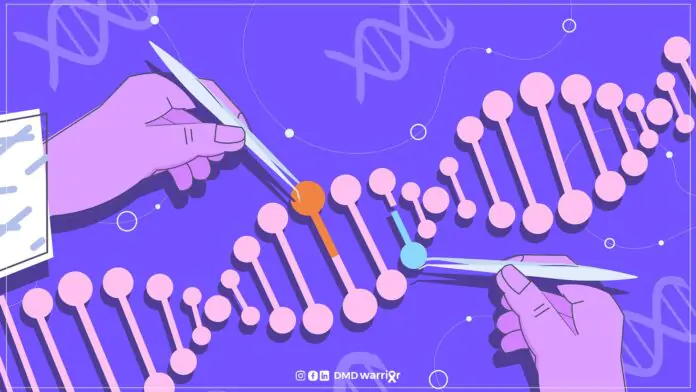 Micro dystrophin and full-length dystrophin play crucial roles in treating Duchenne muscular dystrophy (DMD), a genetic disorder that causes progressive muscle weakness. While full-length dystrophin is the protein missing in individuals with DMD, micro-dystrophin therapy is emerging as a promising alternative, offering potential benefits for those with the condition.