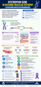 Dystrophin Gene in Duchenne Muscular Dystrophy: 7 Powerful Facts - DMD ...
