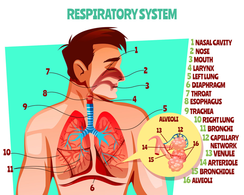 Human respiratory system and Muscle Weakness in DMD
