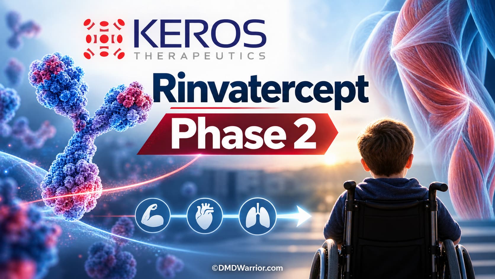 Keros Therapeutics Rinvatercept Phase 2 Trial in DMD Keros Therapeutics Rinvatercept Phase 2 clinical trial for Duchenne muscular dystrophy